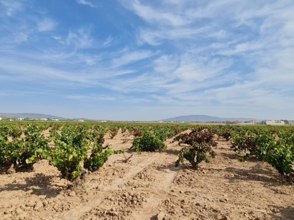 Land in Pinoso - Caza De Casa