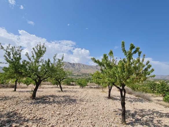 5,900 m² Land in Abanilla - Caza De Casa