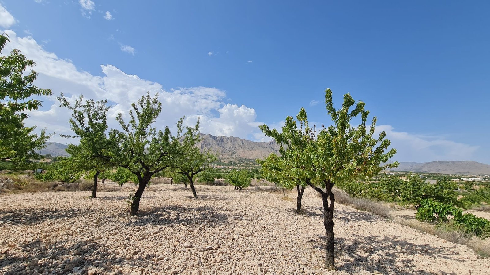 5,900 m² Land in Abanilla - Caza De Casa