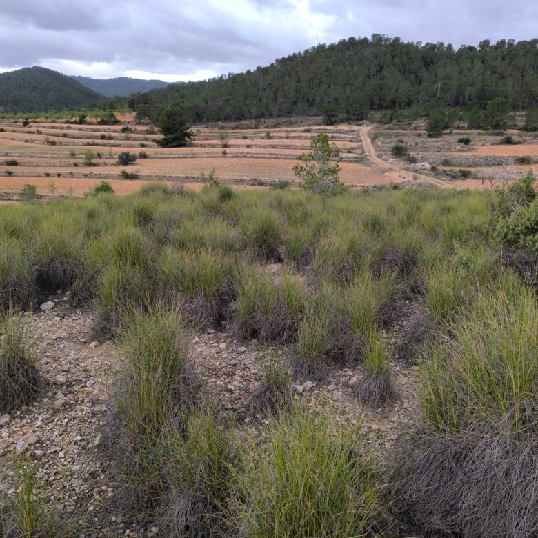 Land in Chinorlet - Caza De Casa