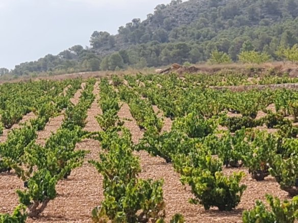 Land in Abanilla - Caza De Casa