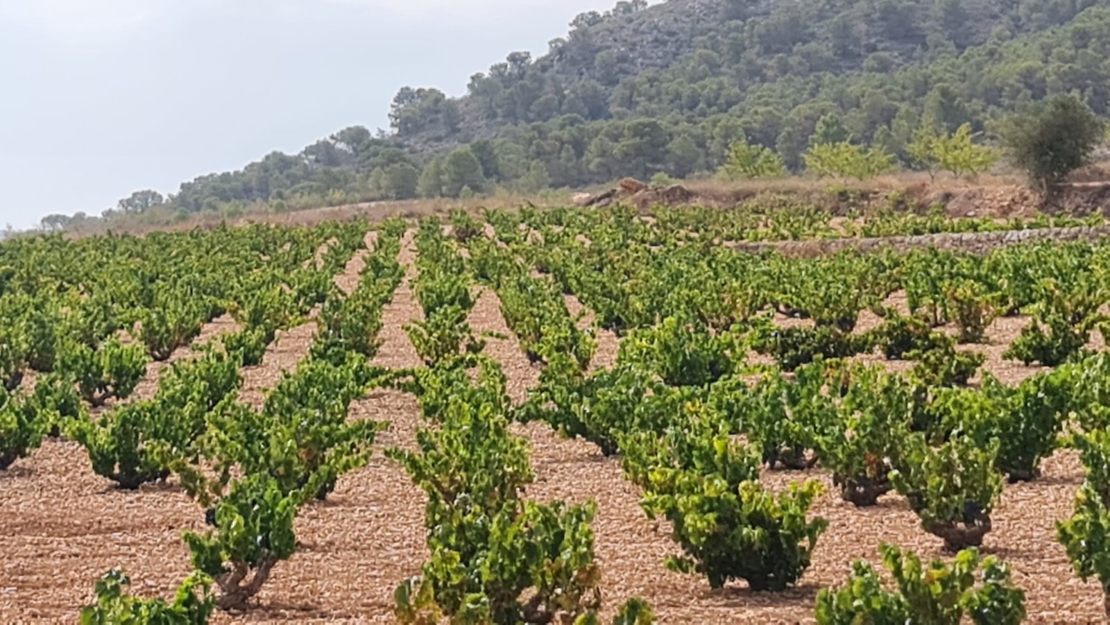 Land in Abanilla - Caza De Casa