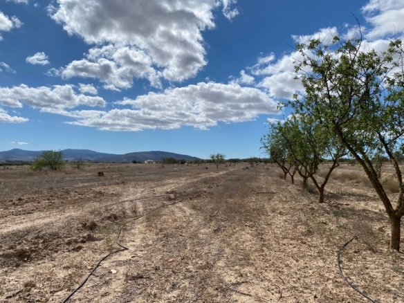 12,797 m² Land in Pinoso - Caza De Casa