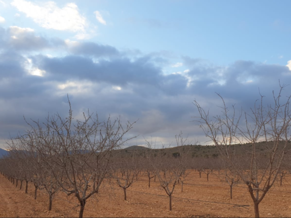 Land in Pinoso - Caza De Casa