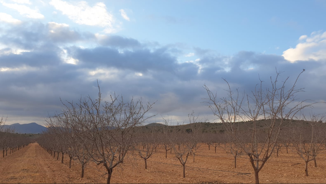 Land in Pinoso - Caza De Casa