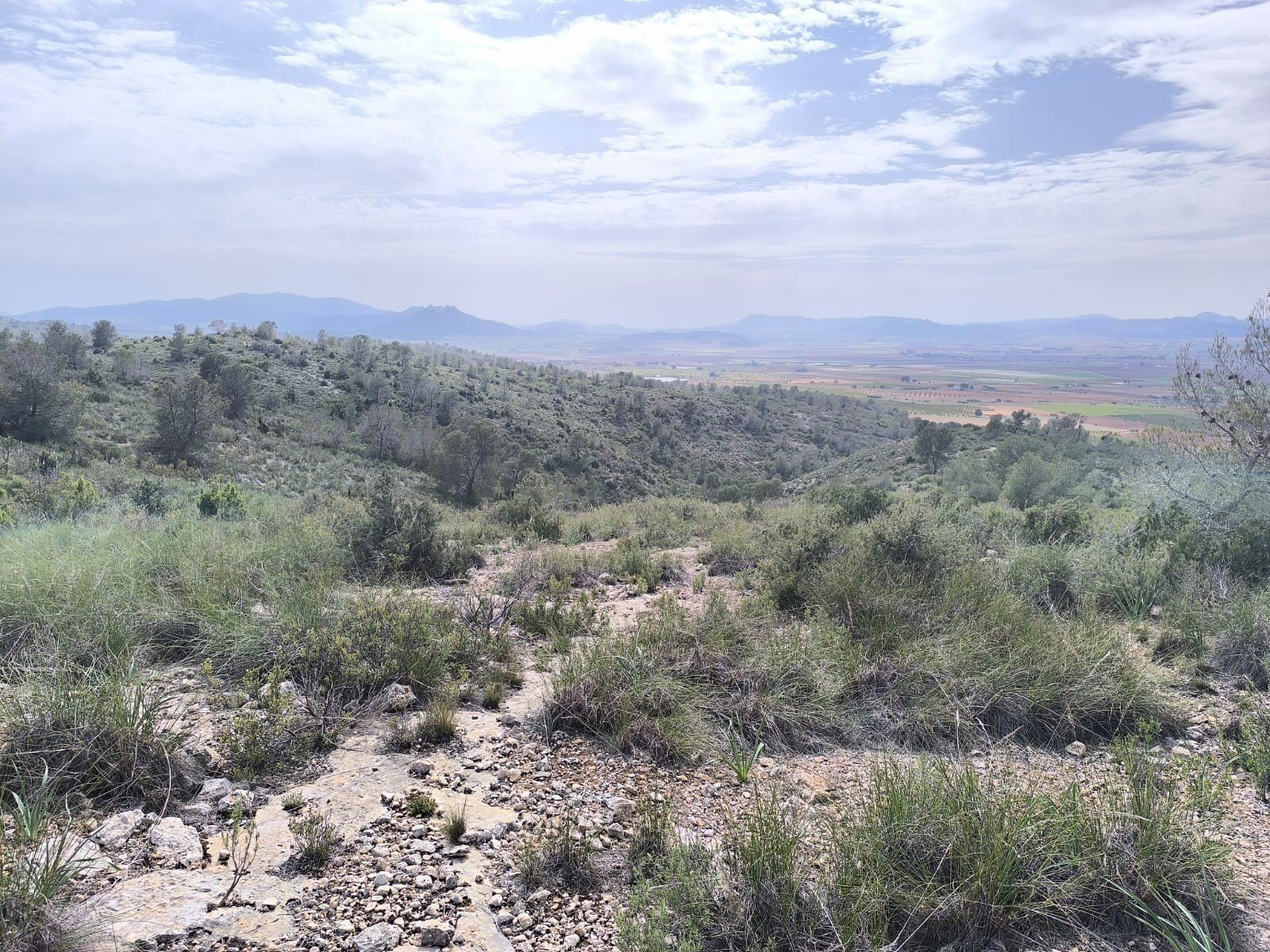 Land in Yecla - Caza De Casa