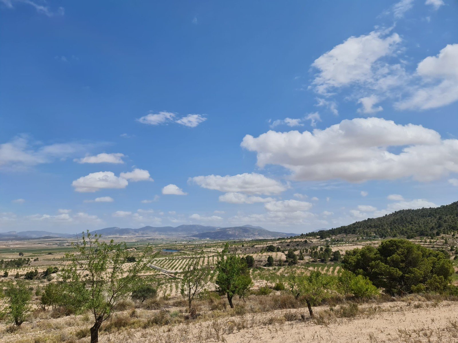 31,486 m² Land in Yecla - Caza De Casa