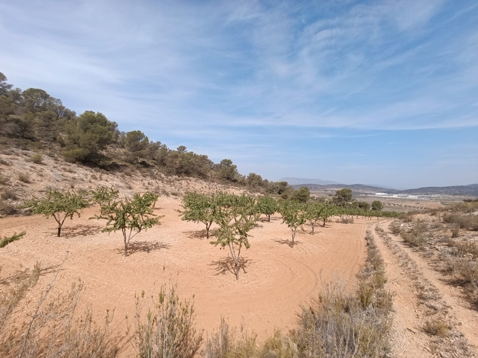 Land in Abanilla - Caza De Casa