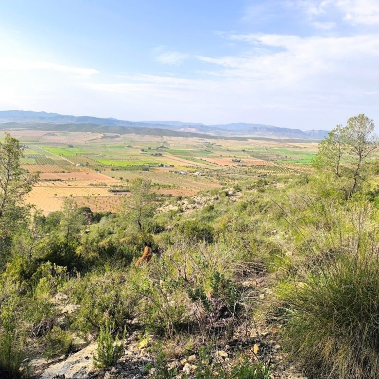 Land in Yecla - Caza De Casa