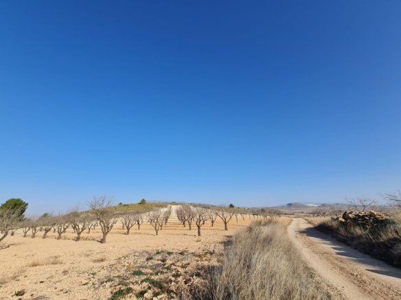 19,338 m² Land in Jumilla - Caza De Casa
