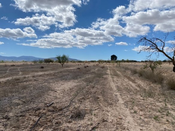 12,797 m² Land in Pinoso - Caza De Casa