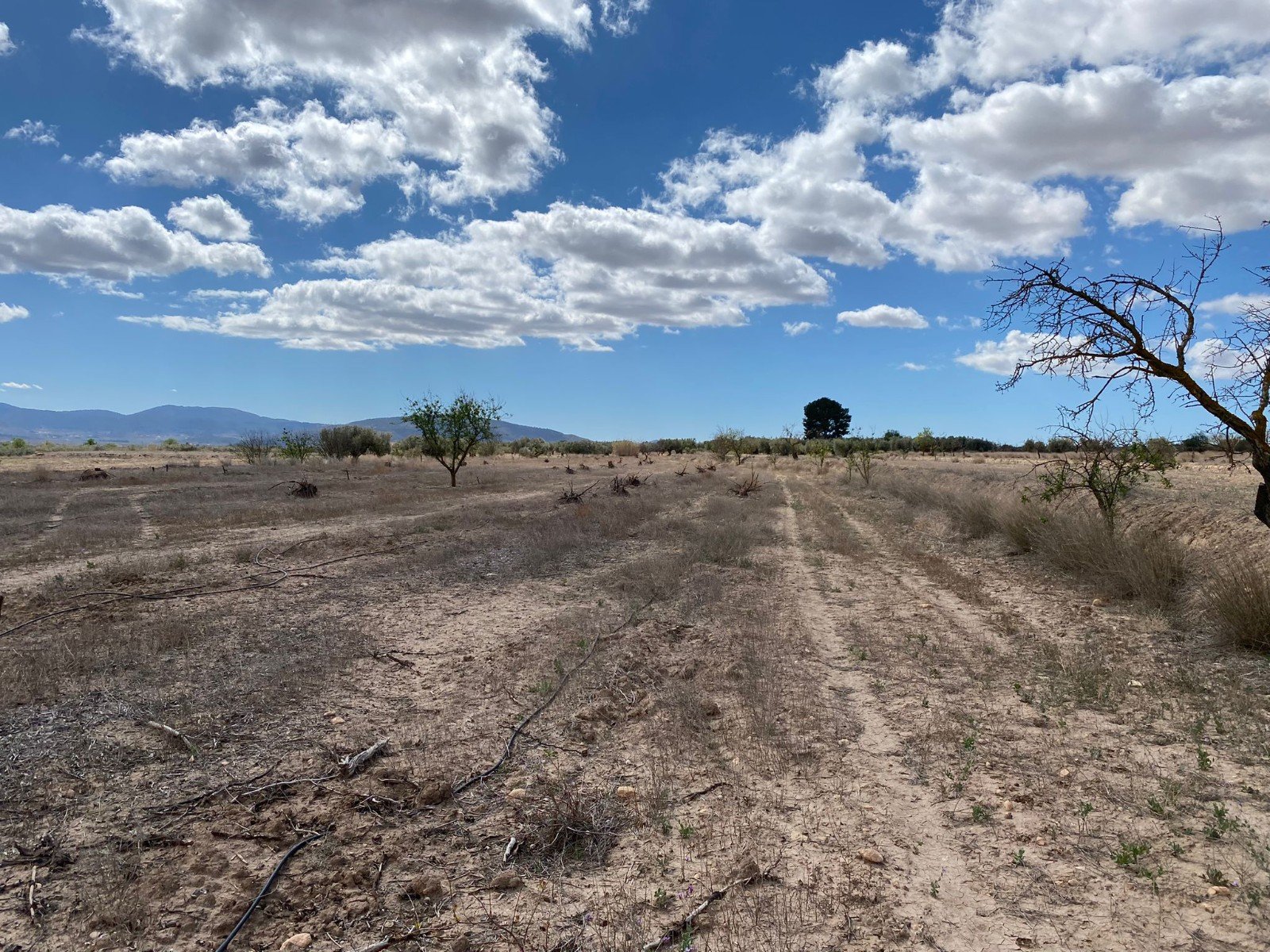 12,797 m² Land in Pinoso - Caza De Casa