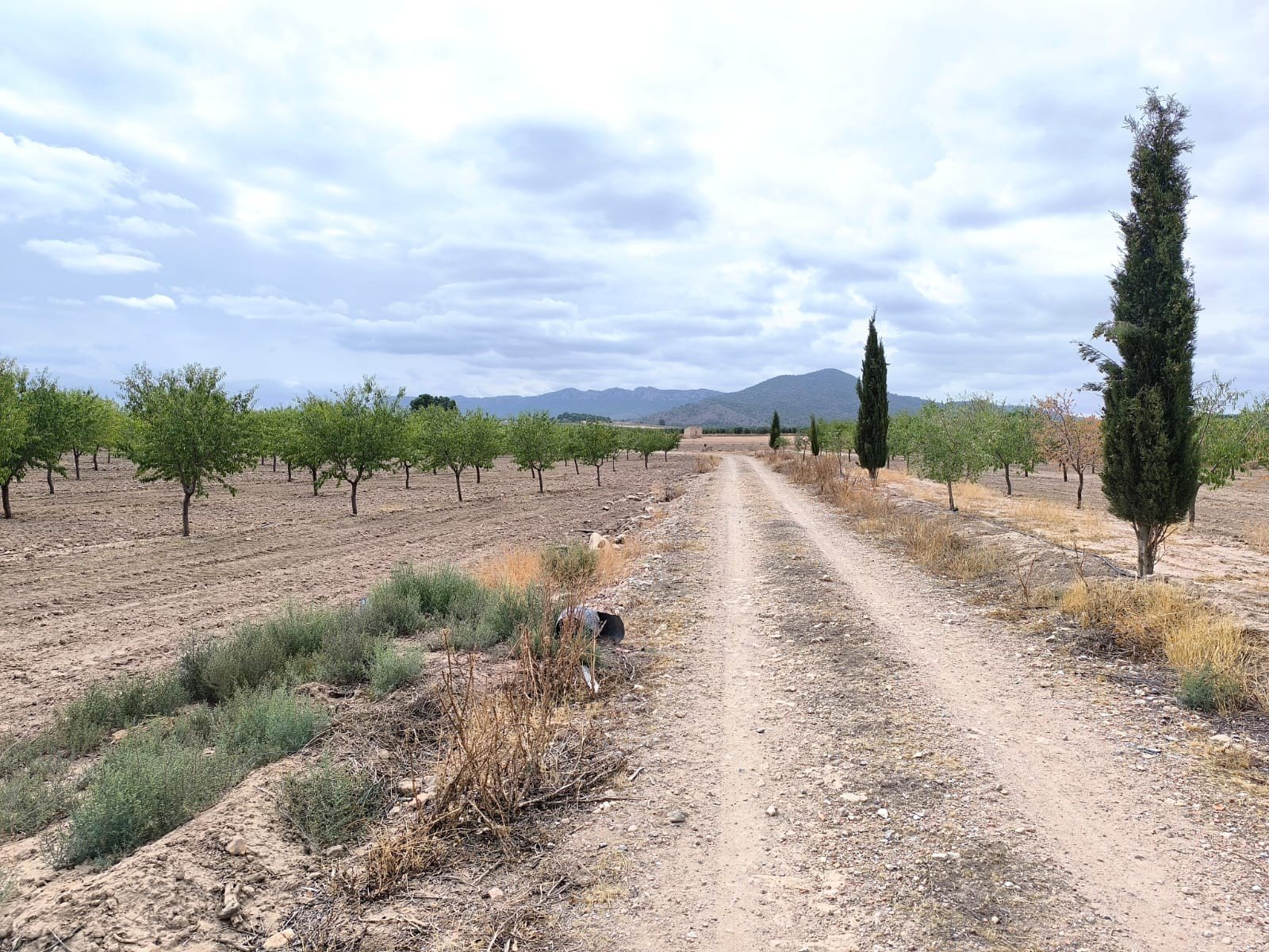 55,162 m² Land in Yecla - Caza De Casa