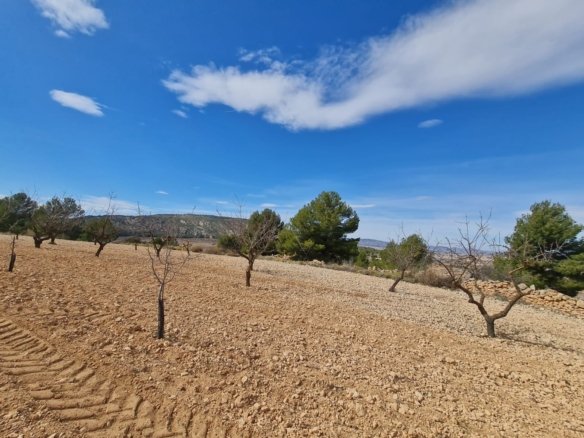 Land in Pinoso - Caza De Casa