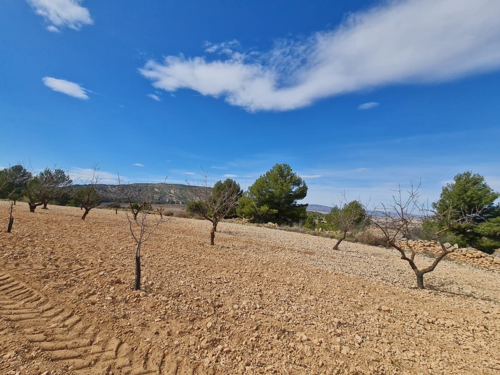 6a2bd5e4026ca3ea Land in Pinoso - Caza De Casa
