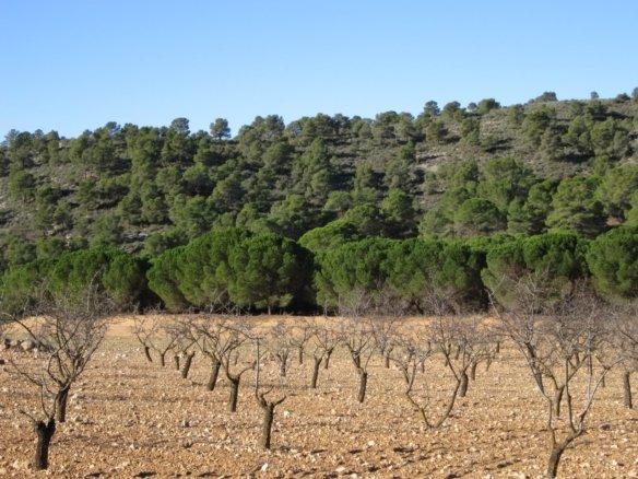 8,266 m² Land in Yecla - Caza De Casa