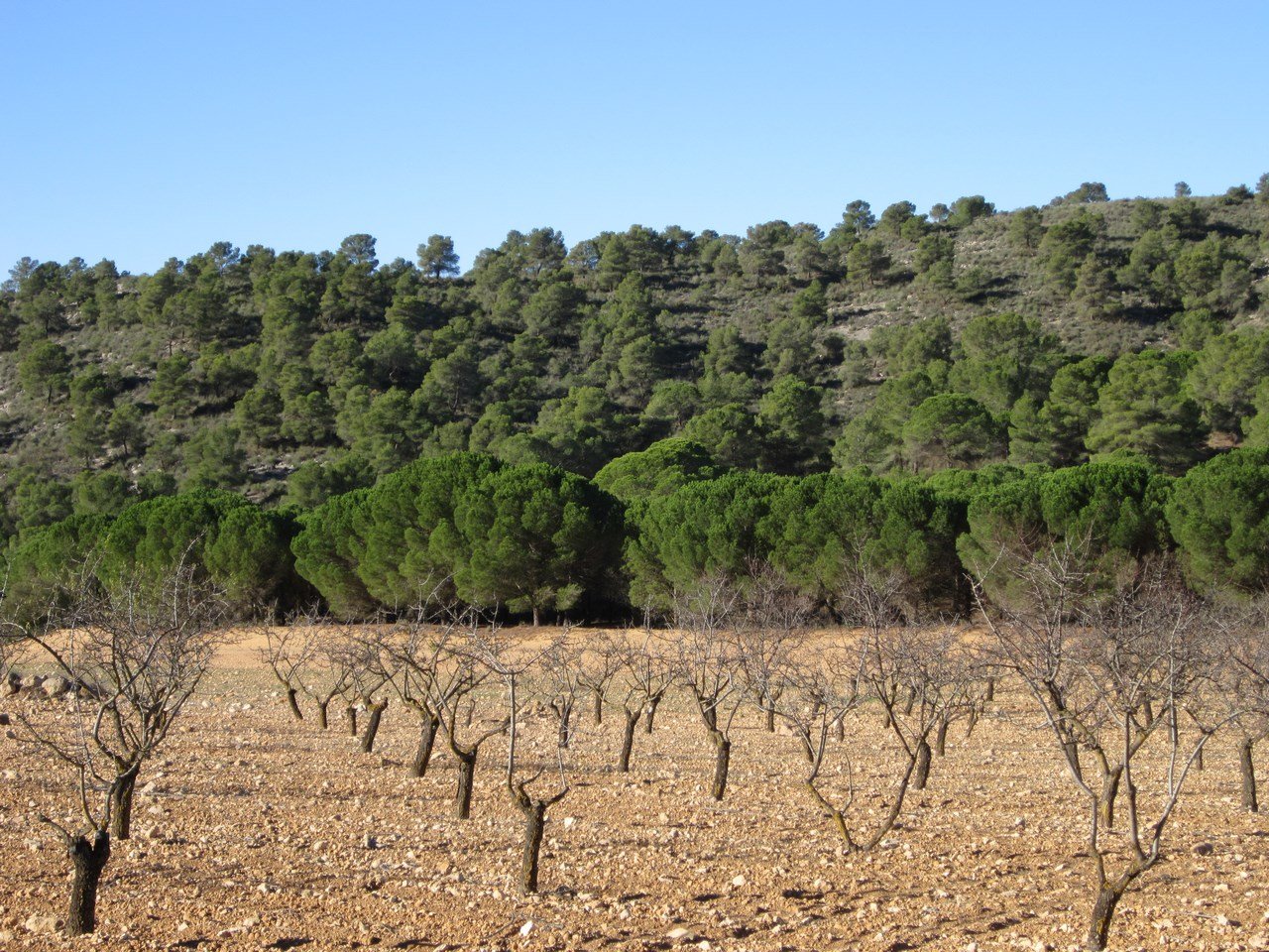 8,266 m² Land in Yecla - Caza De Casa