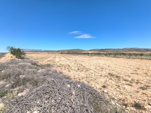 Land in Abanilla - Caza De Casa