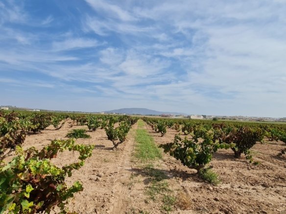 Land in Pinoso - Caza De Casa