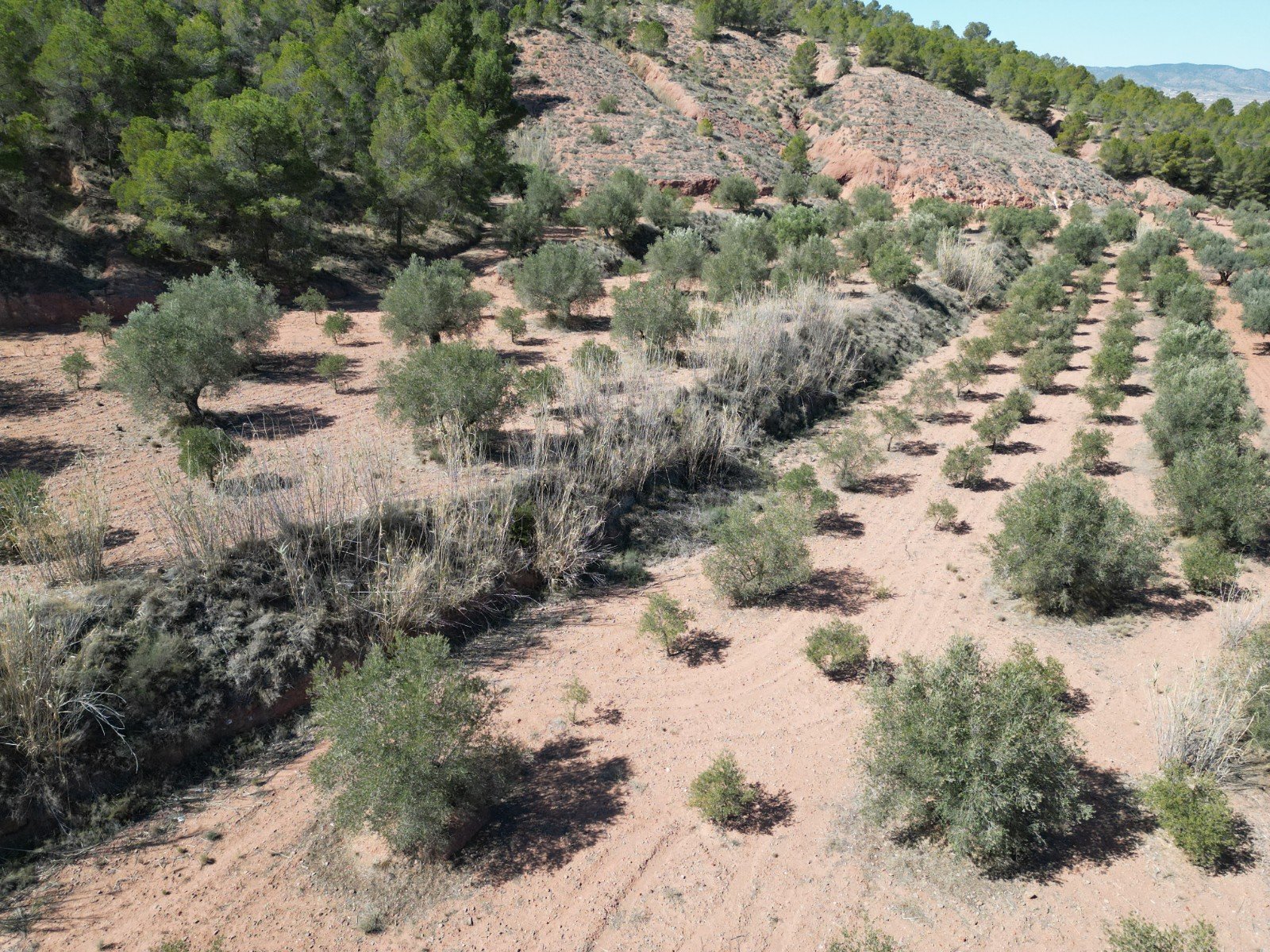 default 9,391 m² Land in Pinoso - Caza De Casa