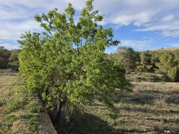 8,802 m² Land in Monóvar/Monóver - Caza De Casa