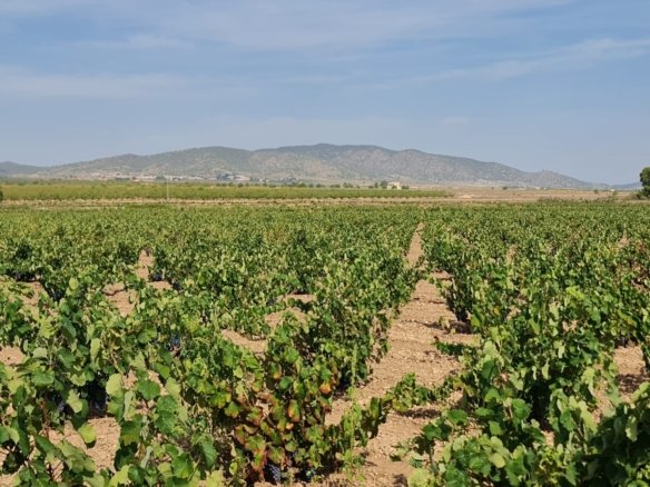 138,210 m² Land in Pinoso - Caza De Casa