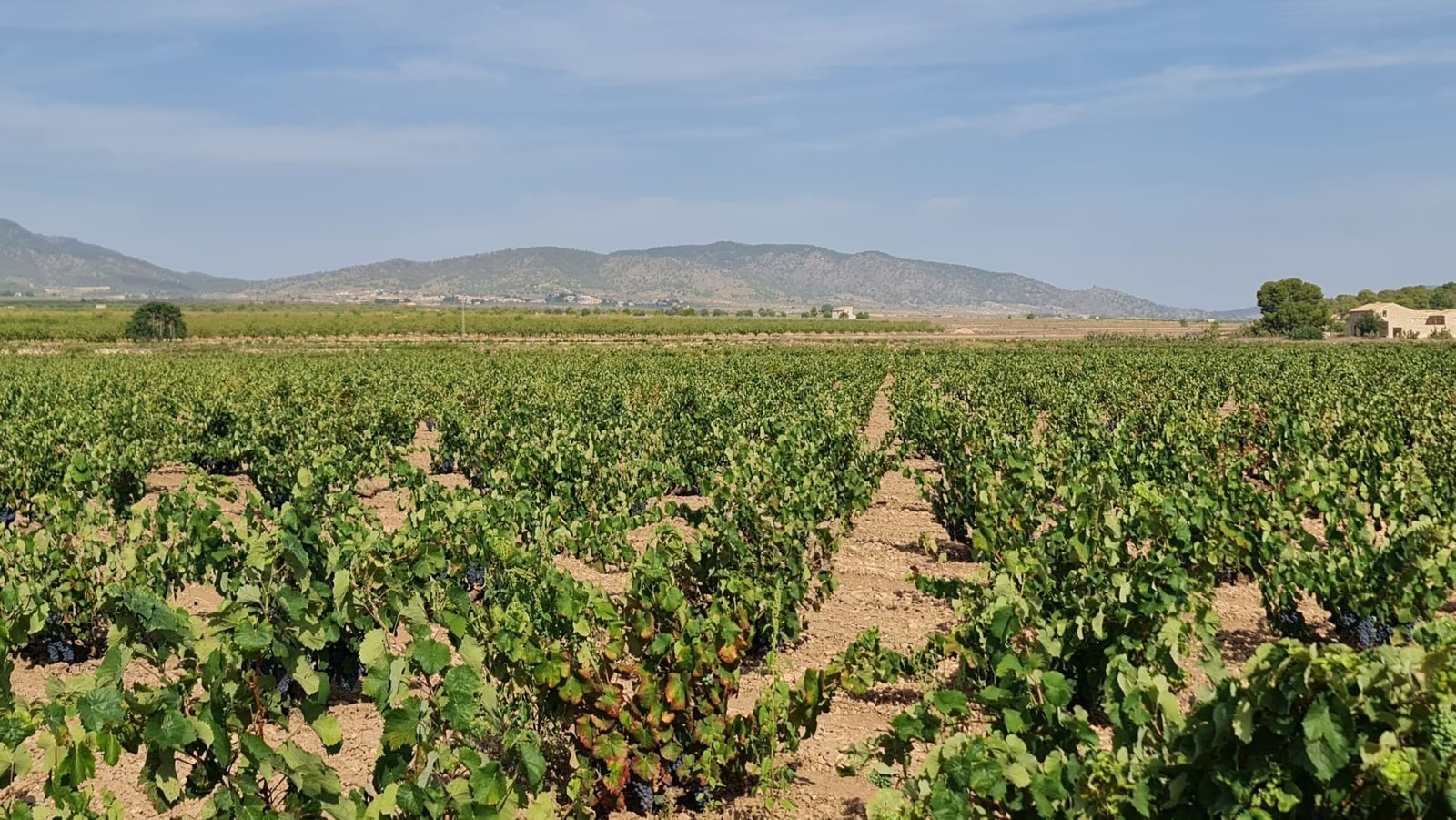 138,210 m² Land in Pinoso - Caza De Casa
