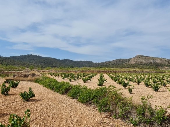 Land in Abanilla - Caza De Casa