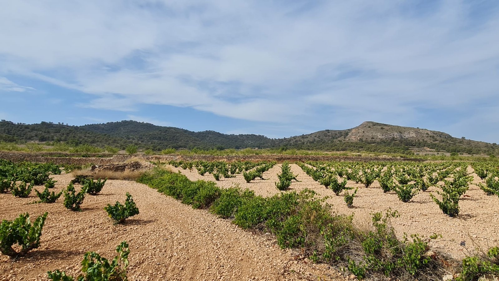 Land in Abanilla - Caza De Casa