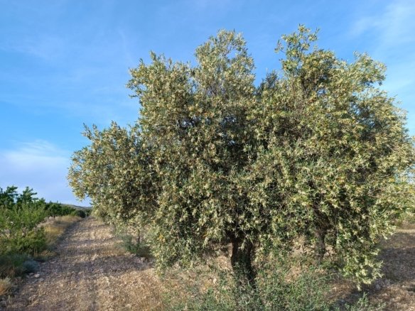 2 Bed 1 Bath Finca in Yecla - Caza De Casa