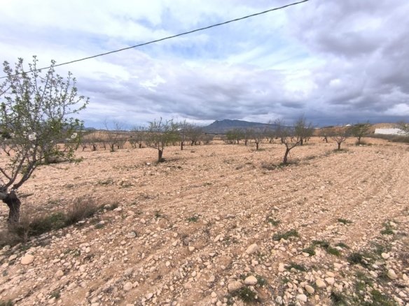 Land in Pinoso - Caza De Casa