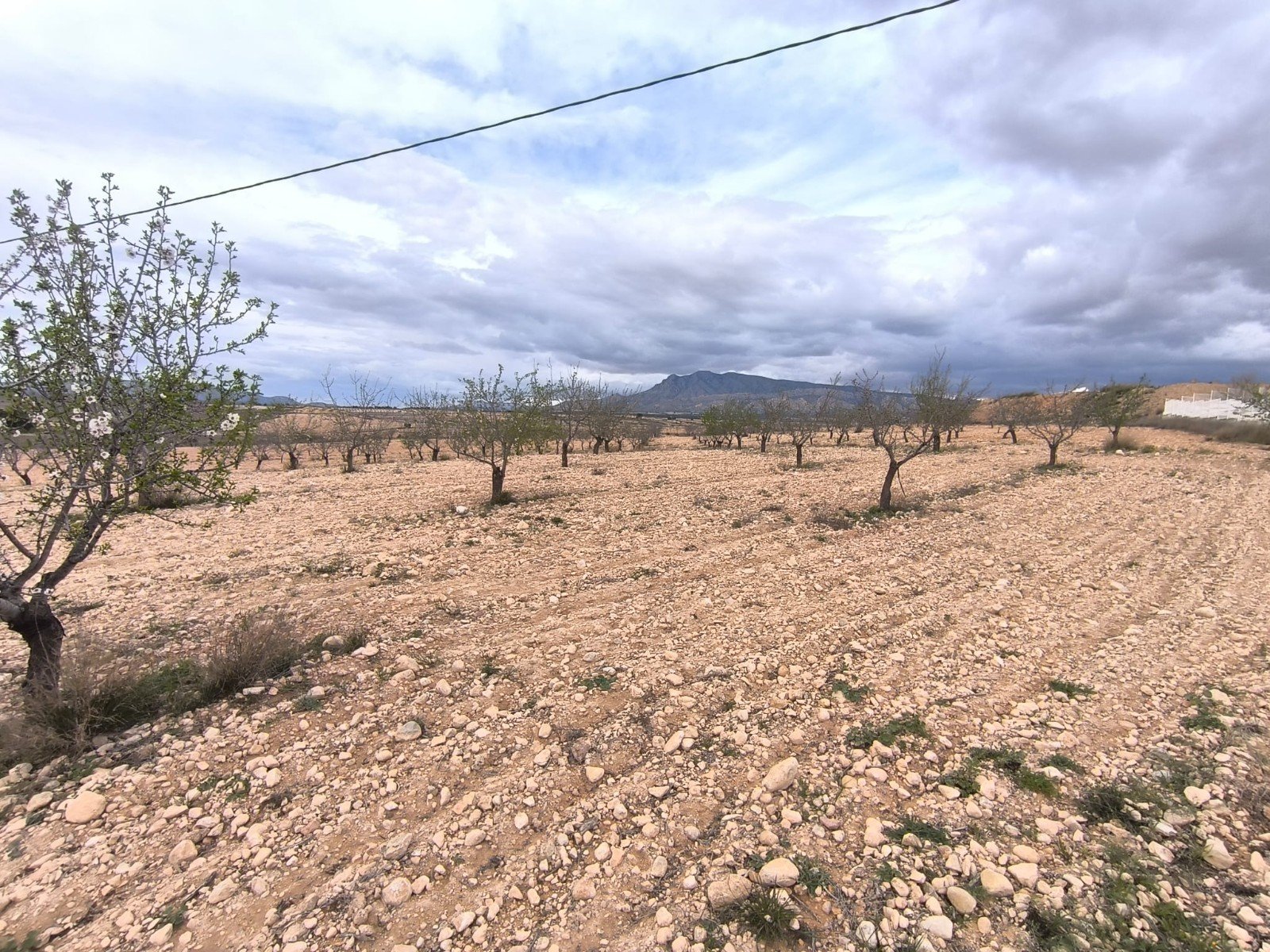 Land in Pinoso - Caza De Casa