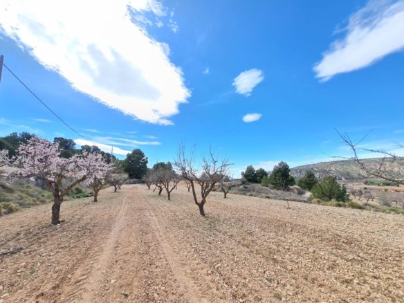 Land in Pinoso - Caza De Casa
