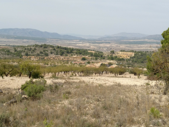 Land in Abanilla - Caza De Casa