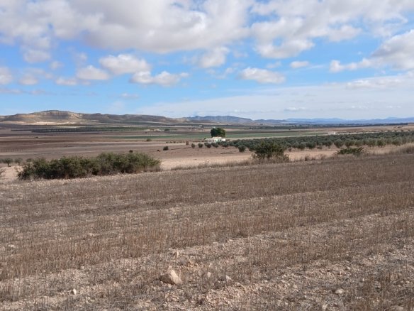 110,000 m² Land in Yecla - Caza De Casa