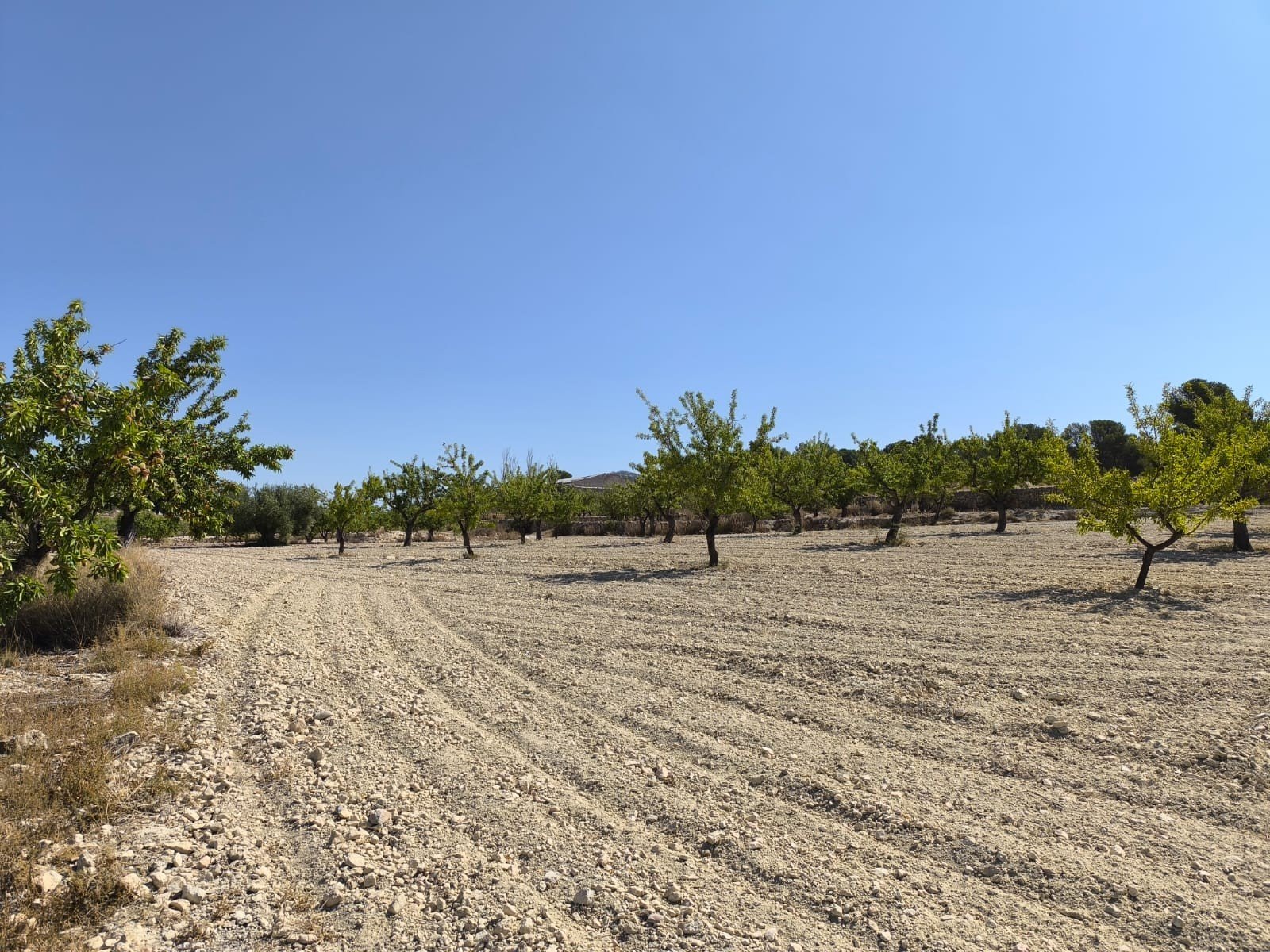 Land in Monóvar/Monóver - Caza De Casa
