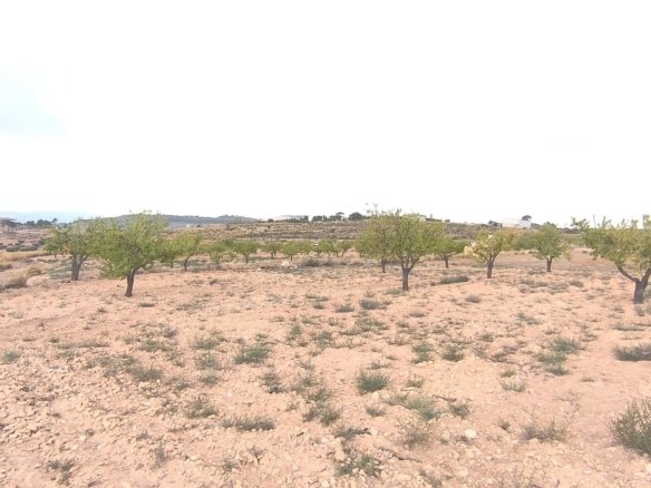 46,696 m² Land in Pinoso - Caza De Casa