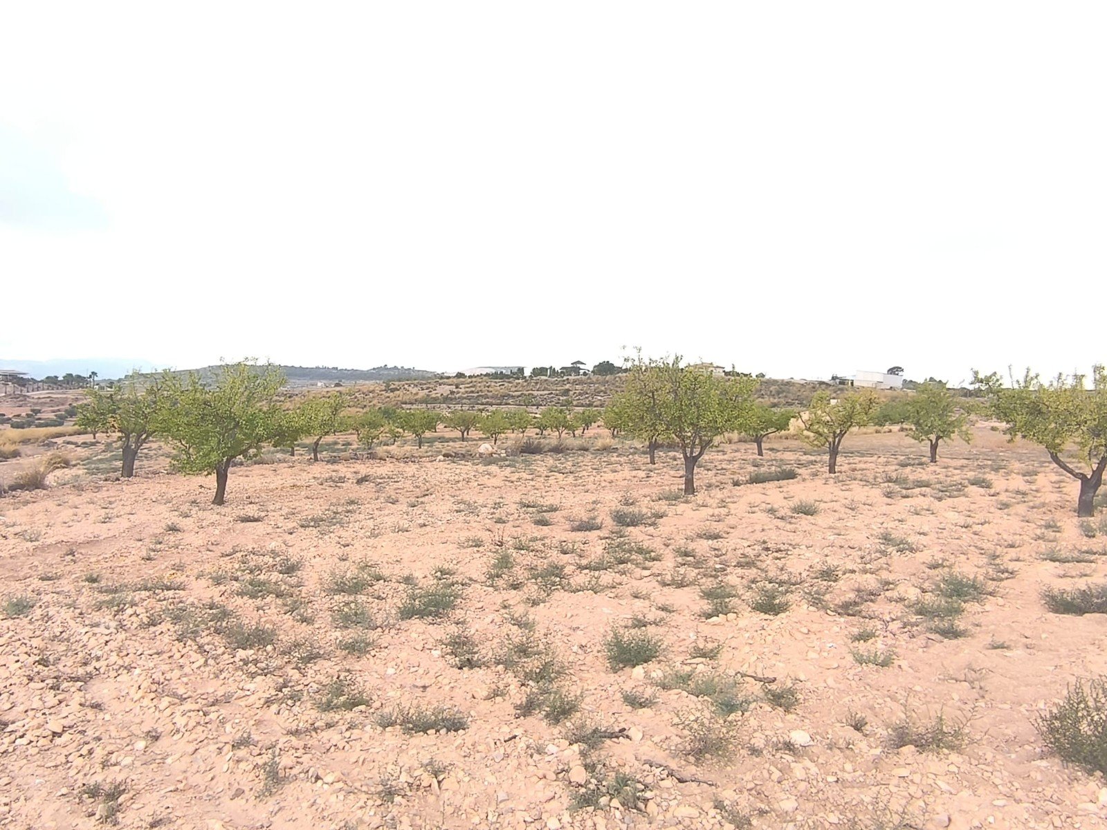 46,696 m² Land in Pinoso - Caza De Casa