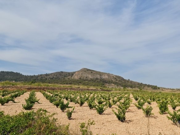Land in Abanilla - Caza De Casa