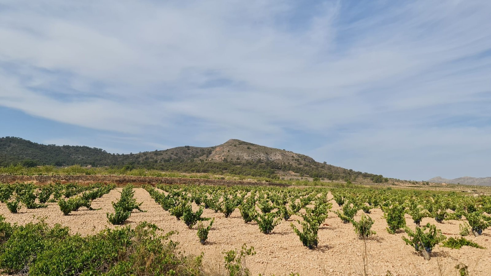 Land in Abanilla - Caza De Casa