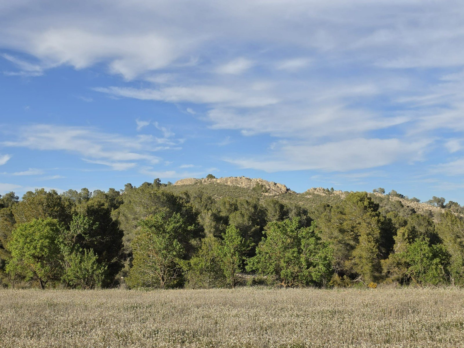 8,802 m² Land in Monóvar/Monóver - Caza De Casa
