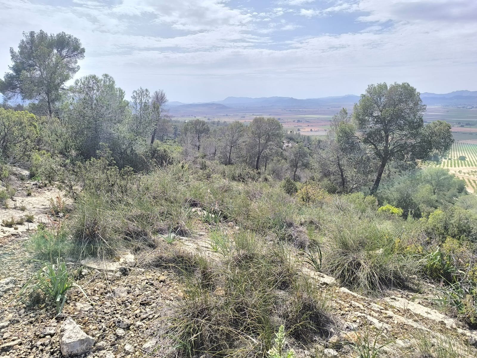 Land in Yecla - Caza De Casa