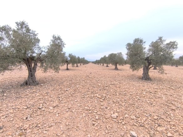 24,000 m² Land in Yecla - Caza De Casa
