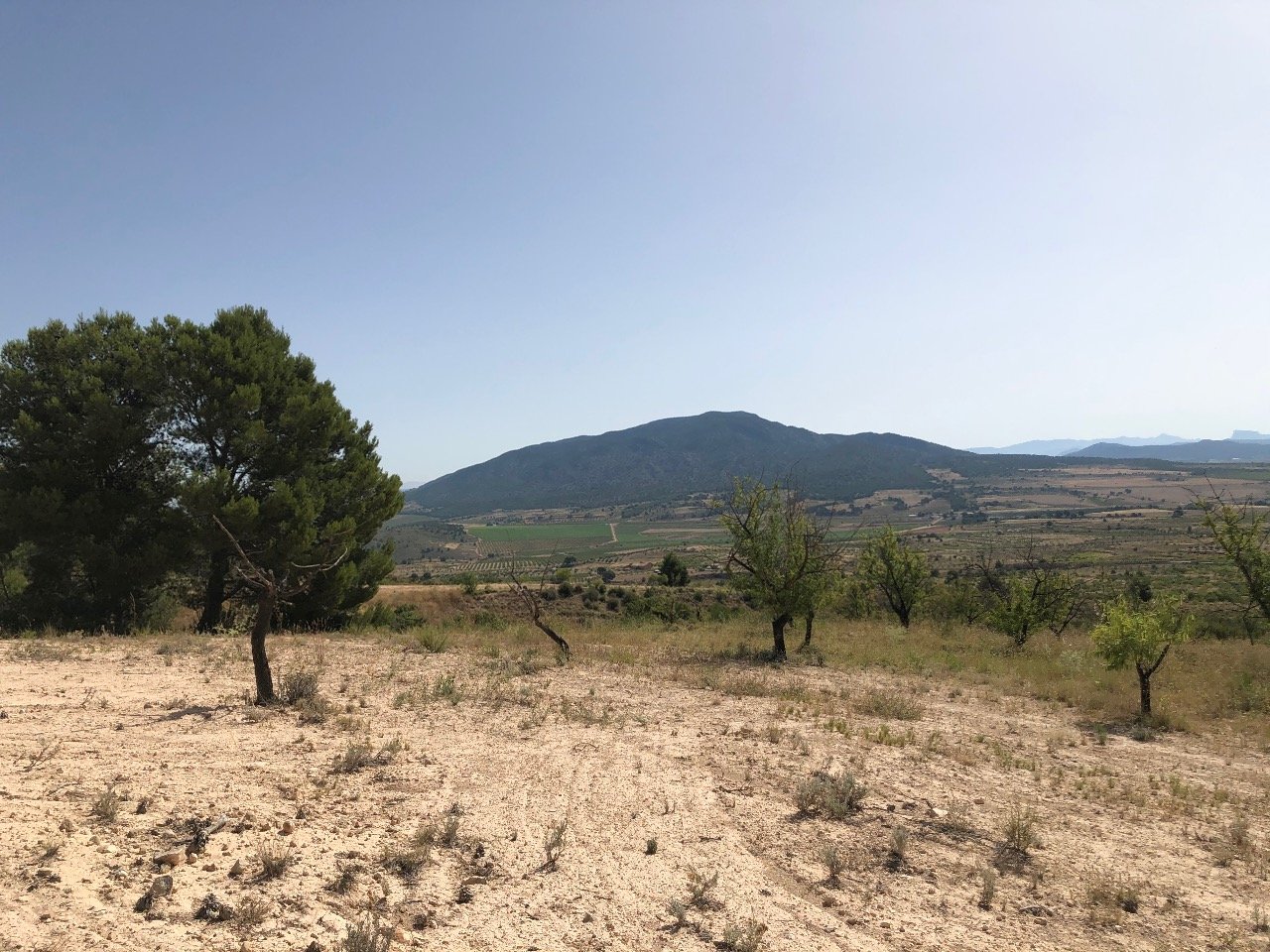 31,486 m² Land in Yecla - Caza De Casa