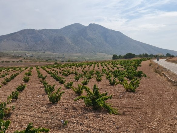 Land in Abanilla - Caza De Casa