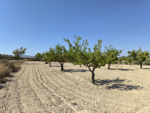 Land in Monóvar/Monóver - Caza De Casa