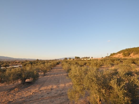 13,020 m² Land in Pinoso - Caza De Casa