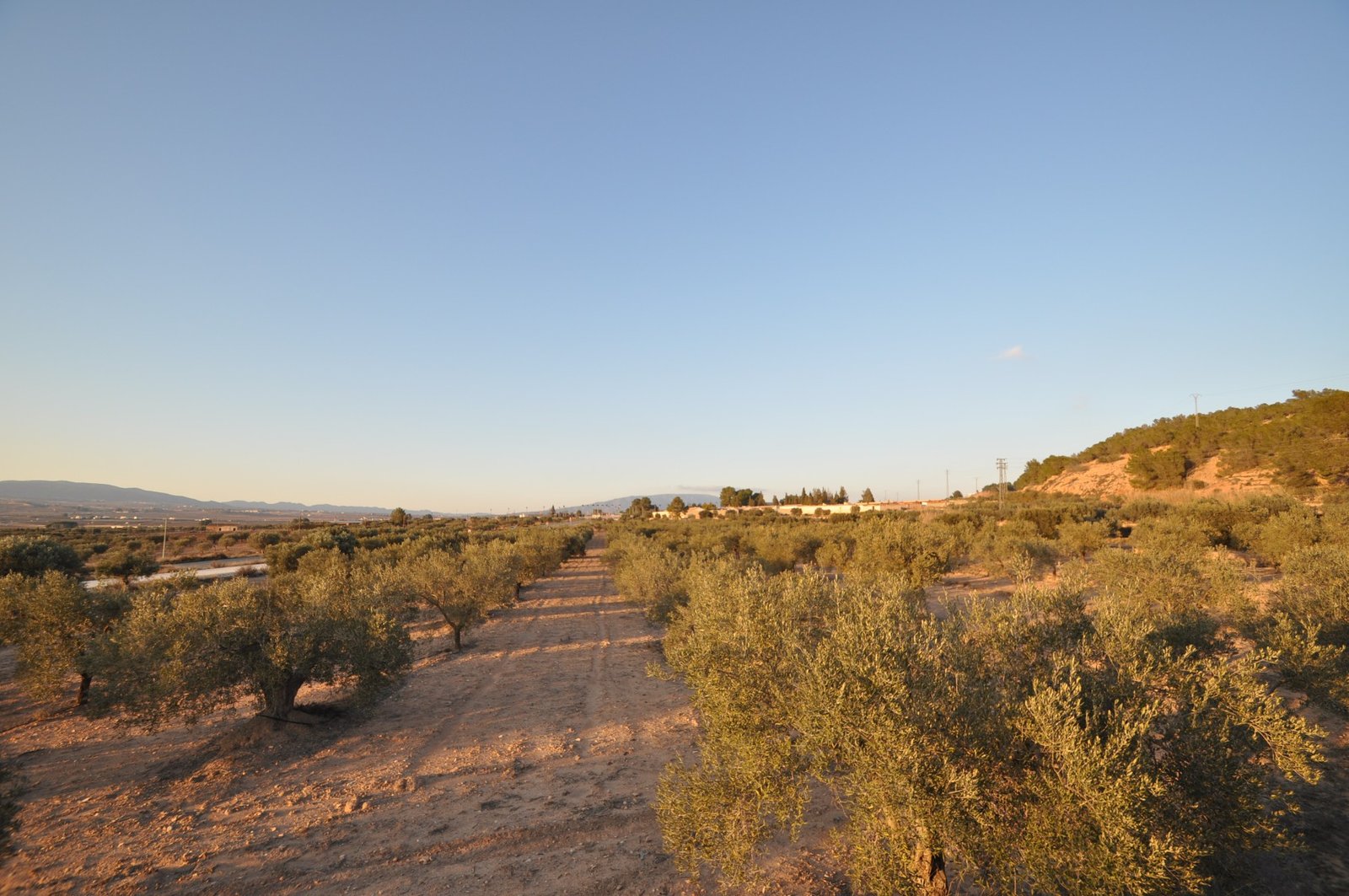 13,020 m² Land in Pinoso - Caza De Casa
