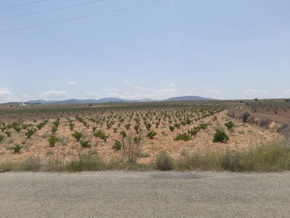 Land in Pinoso - Caza De Casa