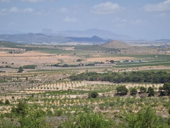 31,486 m² Land in Yecla - Caza De Casa